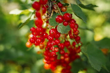 Branch of red currant berries on a bush. Vitamins of the summer
