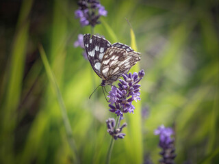Papillons et acrobatie