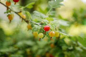 Fresh Green Gooseberries. Growing Organic Berries Closeup On A Branch Of Gooseberry Bush. Ripe Gooseberry In The Fruit Garden