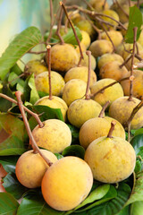 sandoricum santol fruit in street market thailand. Exotic tropical food
