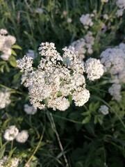 Beautiful flowers in the garden