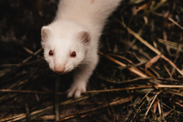  White albino ferret with red eyes