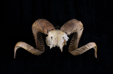 goat horns and skull isolated on black background