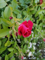 Beautiful flowers in the garden