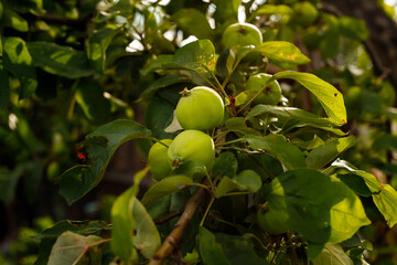 Green apples on a branch ready to be harvested, outdoors, selective focus
Several red apple on a tree branch. Ripening apple in the garden. Harvest time. Free place.