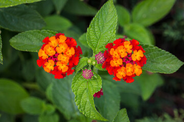 Red, Orange, and Yellow Lantana Flowers