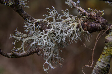 Lichen on a tree branch