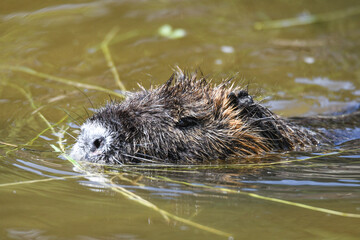 Nutria erwachsen und als Jungtier mit roten Zähnen und isch putzen