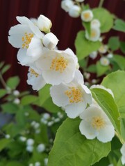 Beautiful flowers in the garden