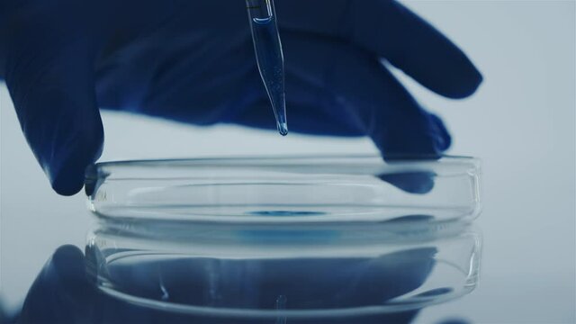 Glass petri dishes with a blue liquid. Glass laboratory dropper. Laboratory about research. Manufacture of cosmetics and perfumes. Hands in blue gloves.