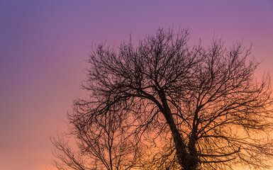 Fototapeta na wymiar Tree silhouette and its branches at sunrise