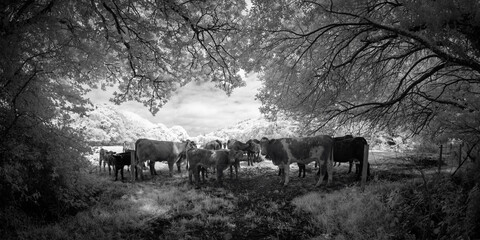 Cows in infrared cornwall uk 