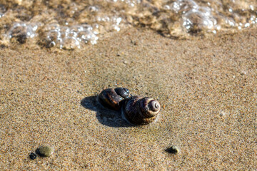 Brown shell on the sand in the foreground, small pebbles, close-up river snail. Marine background for presentations, ecology, fishing, countryside, outdoor recreation. Picture for the puzzle.