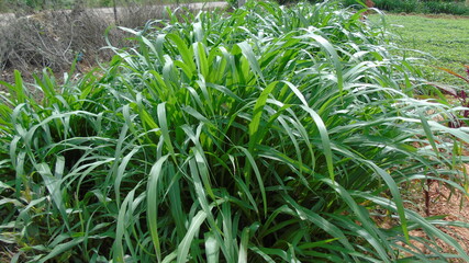green grass in the morning