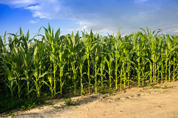 Corn field with blue sky