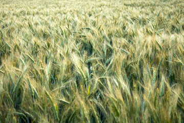 Wheat field in summer