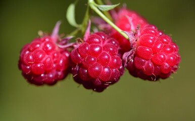 Close-up of three red, fresh raspberries hanging on the bush against a green background