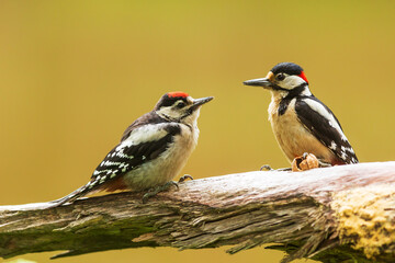 Great spotted woodpecker Dendrocopos major female with a young male