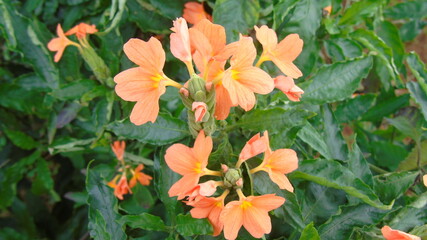 orange and yellow flowers