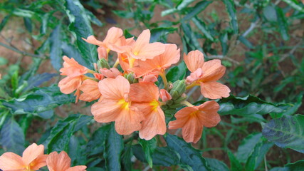Obraz premium orange flowers in spring