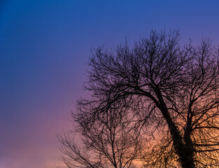 Fototapeta na wymiar Tree silhouette and its branches at sunrise