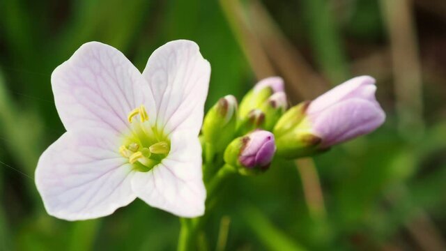 The flower of the Capsella bursa-pastoris, known as shepherd's purse.