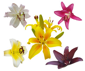 Different lilies flowers isolated on white background. 