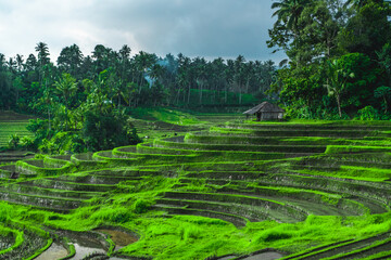 Fototapeta na wymiar greenish rice fields with lines on bali in Indonesia