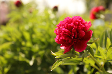 Beautiful red peony outdoors on spring day, closeup