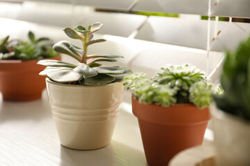 Windowsill with beautiful succulent plants indoors, focus on echeveria