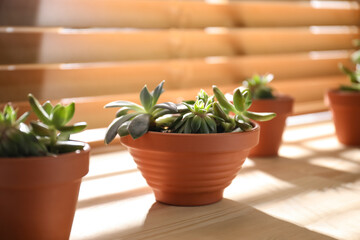 Beautiful echeveria on wooden windowsill indoors. Succulent plant