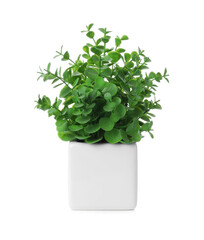 Beautiful artificial plant in flower pot isolated on white
