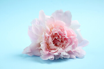 Beautiful pink peony on light blue background