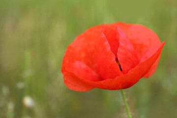 Beautiful red poppy flower growing in field, closeup
