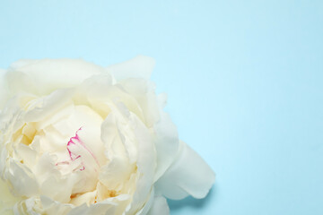 Beautiful white peony on light blue background, top view. Space for text