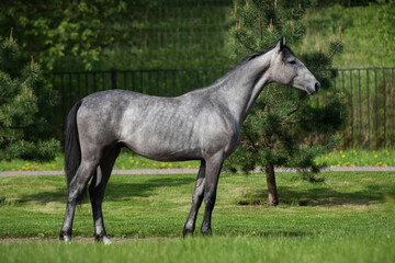 Obraz na płótnie Canvas Gray horse stands on natural summer background, profile side view, exterior 