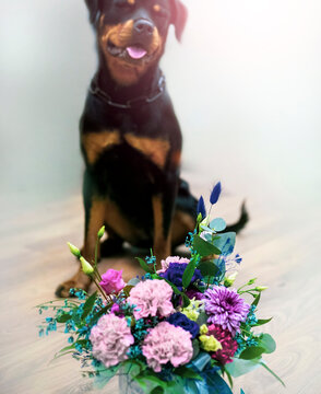 bouquet of flowers stands in front of Sabaka in the background, a rottweiler