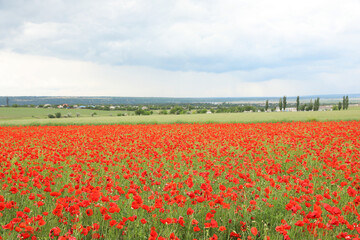 Fototapeta premium Piękne czerwone kwiaty maku rosnące w polu
