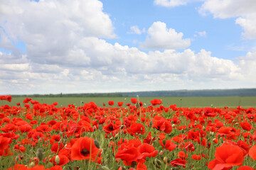 Beautiful red poppy flowers growing in field