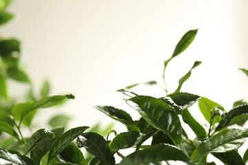 Closeup view of green tea plant against light background. Space for text