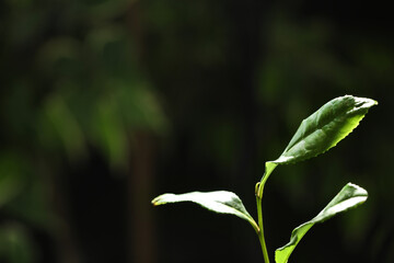 Closeup view of green tea plant against dark background. Space for text