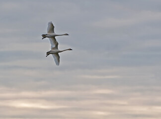 Two trumpeter swans in flight on a cloudy day as evening begins to fall.  Trumpeter swans fly with the necks sticking straight out.