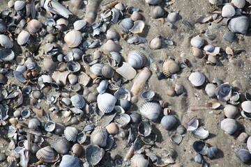 shells on the beach