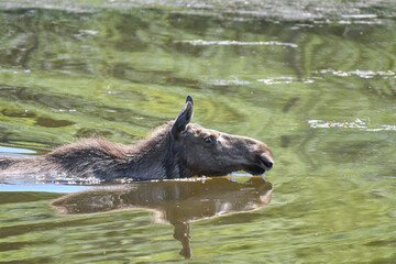 Fototapeta premium Elchkuh wated und schwimmt durchs Wasser