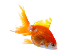 Beautiful bright small goldfish isolated on white