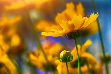 field of yellow flowers in sunlight, beautiful day, beauty in nature - 362395748