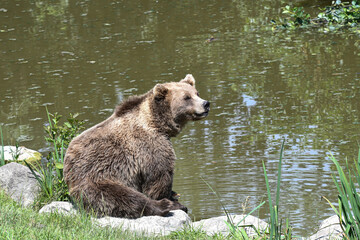 Braunbär in der freien Wildbahn in Deutschland