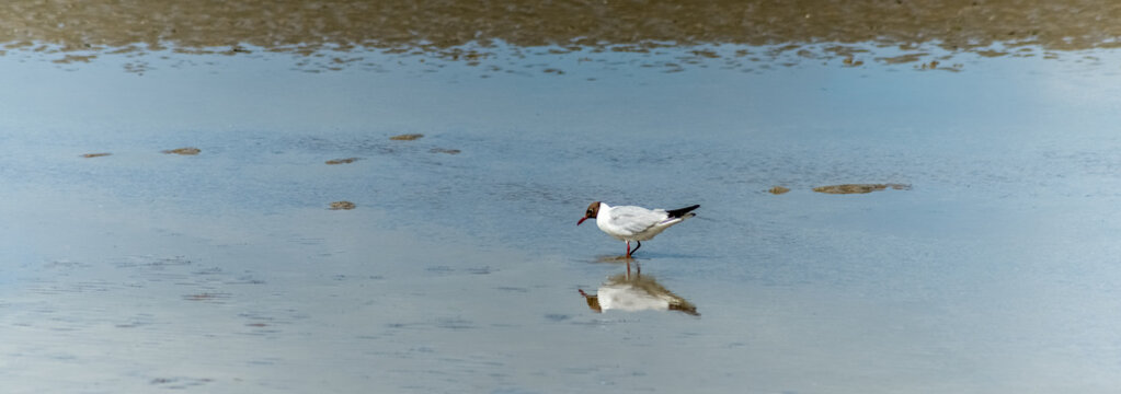 isolated seagull on beach during low tide eating some worms . bird reflecting in water. banner format