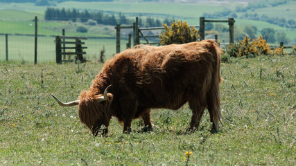 Highland cow grazing in the field