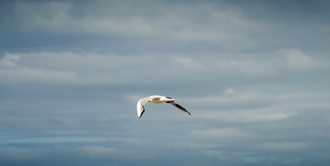 Seagull in flight against a blue and cloudy sky, ascending with wings spread. panoramic format